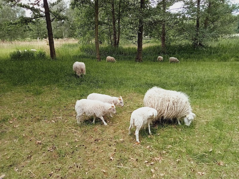 Ziegen- und Schafsgehege im Britzer Garten