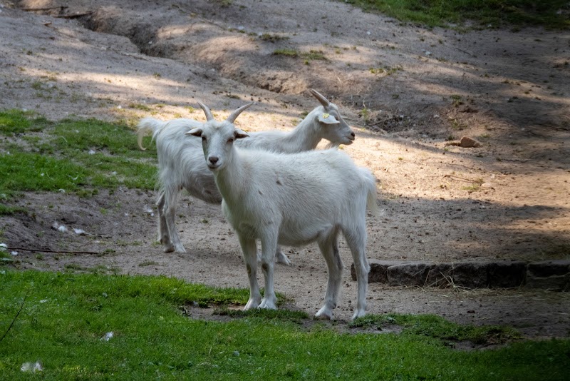 Tierpark Neukölln in der Hasenheide