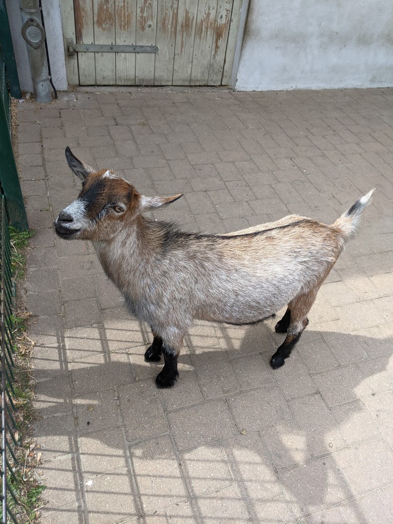 Tiergehege Albert Schweitzer Stiftung
